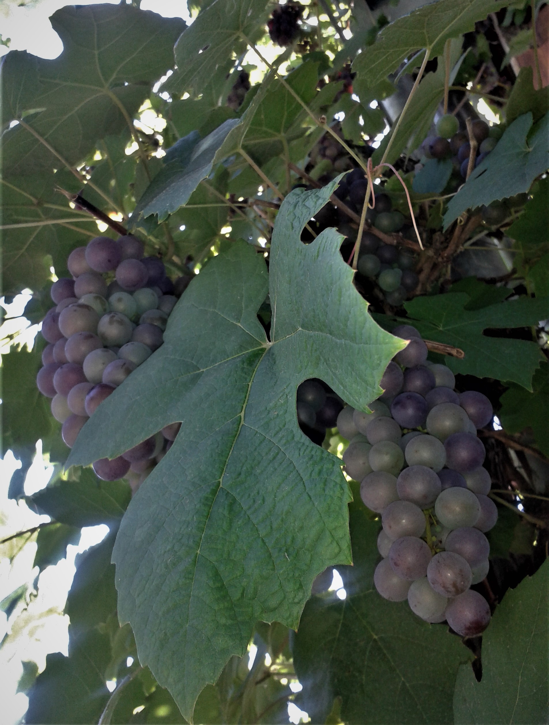 Weinranken September 2019